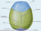 O crnio pode ser dividido em calota craniana ou calvria e base do crnio. A calvria  a parte superior do crnio e  formada pelos ossos: Frontal, Occipital, e Parietais.  atravessada por trs suturas (articulaes que no permitem mobilidade): Sutura Coronal: entre os ossos frontal e parietais; Sutura Sagital: entre os dois parietais (linha sagital mediana); Sutura Lambdide: entre os parietais e o occipital. O ponto de encontro das suturas coronal e sagital  chamado de Bregm e o ponto de encontro das suturas sagital e lambdide  chamada de Lambda. <br /><br /> Palavras-chave: osso humano, esqueleto, crnio, calvria, sutura.