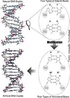 Ilustra a molcula feita quase que inteiramente com peas artificiais. </br></br> Palavras-chave: DNA artificial, molcula, sistemas biolgicos, tecnologia. 