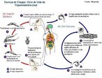 Doena de Chagas: ciclo de vida do <em>Trypanosoma cruzi</em>