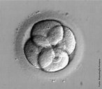 Embrião com quatro células 48 horas após o contato com espermatozóide. </br></br> Palavras-chave: embrião, desenvolvimento embrionário, célula.