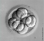 Embrião 72 horas após contato com espermatozóides apresentando 8 células. </br></br> Palavras-chave: embrião, desenvolvimento embrionário, célula.