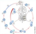 1- H ingesto de cistos de Entamoeba/ 2 e 3- O cisto desce pelo esfago e dentro do intestino o cisto sofre degradao/ 4- Geram trofozotos/ 5- Os trofozotos se reproduzem por cissiparidade/ 6- Os trofozotos resultantes da reproduo atravessam a parede do intestino grosso/ 7- Caem na corrente sangunea e acabam atacando outros rgos, como o fgado e os pulmes/ 8,9,10 e 11- Processo que aps a cissiparidade do trofozoto em (5) passam a se encistar para ser eliminado nas fezes e reiniciar o ciclo na mesma pessoa ou em outras pessoas/ 12- Exemplo de ingesto de cistos por via oral, talvez por gua contaminada. </br></br> Palavras-chave: <em>Entamoeba histolytica</em>, protozorio, amebide.