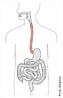 O esfago  um conduto musculoso de contraes involuntrias, controladas pelo sistema nervoso autnomo, que, dando continuidade ao trabalho da faringe, levam o alimento at o estmago. Suas contraes atravs dos movimentos peristlticos fazem com que o bolo alimentar avance at ao estmago. </br></br> Palavras-chave: esfago, movimentos peristlticos, digesto. 