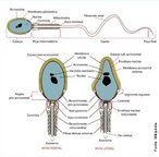 O espermatozoide é o gameta (célula sexual) masculino dos animais. É produzido nos testículos em grande quantidade. Os homens produzem, em média, de 20 a 200 milhões de espermatozoides por milímetro cúbico de esperma. O corpo do espermatozoide é formado por duas partes: cabeça e cauda (flagelo). O espermatozoide tem 3 partes: a cabeça quase totalmente formada de DNA, o segmento intermédio, e a cauda que é o chicote que o faz mover. </br></br> Palavras-chave: espermatozoide, gameta, célula sexual. 