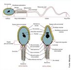 Espermatozoide