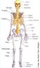 A função mais importante do sistema ósseo é sustentar a totalidade do corpo e dar-lhe forma. Torna possível a locomoção fornecendo ao organismo material duro e consistente, que sustenta os tecidos brandos contra a força da gravidade e onde estão inseridos os músculos, que lhe permitem erguer-se do chão e mover-se sobre sua superfície. Além de dar a forma, o esqueleto tem a função de proteger os órgãos delicados do corpo. </br></br> Palavra-chave: esqueleto humano, articulações, estrutura óssea, função, músculos, ossos, sistema ósseo, sustentação, tecido. 