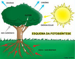 Esquema da Fotossntese