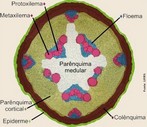 Esquema de caule em crescimento primrio - corte transversal