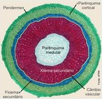  O crescimento secundrio (crescimento em espessura) (Figura 4) resulta da atividade de dois meristemas laterais: o cmbio vascular e o cmbio da casca, originados a partir dos meristemas primrios, procmbio e meristema fundamental de forma respectiva. O cmbio vascular ser responsvel pela produo de xilema e floema secundrios no caule, resultando na formao de um cilindro de tecidos vasculares, dispostos radialmente. Comumente, muito mais xilema secundrio do que floema secundrio  produzido no caule, como acontece na raiz (RAVEN et al., 2007), causando a destruio da regio medular (ESAU, 1974). Com o crescimento secundrio o floema  empurrado para fora e suas clulas de parede fina so destrudas. Somente as fibras de parede espessa permanecem intactas. Como na maioria das razes lenhosas, a formao da periderme ocorre aps o inicio da produo de xilema e floema secundrio. Substituindo a epiderme como revestimento de proteo, a periderme consiste em: feloderme, felognio (cmbio da casca) e sber (felema) (RAVEN et al., 2007). </br></br> Palavras-chave: caule crescimento secundrio, anatomia botnica.