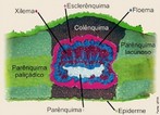 As células epidérmicas da folha estão muito justapostas e cobertas pela cutícula, uma camada lipídica que reduz a perda de água. Os estômatos podem ocorrer em ambos os lados da folha ou somente em um lado, comumente o inferior. Os tricomas são anexos epidérmicos presentes em muitas folhas. Podem ser glandulares, produzindo compostos químicos de defesa e atração de polinizadores ou ainda tectores, promovendo defesa física do vegetal (OLIVEIRA & AKISUE, 2003). Coberturas espessas de tricomas e resinas secretadas por alguns deles, podem diminuir a perda de água pela folha (RAVEN et al., 2007).Existem ainda células epidérmicas diferenciadas em folhas de algumas espécies vegetais, as células buliformes, responsáveis pela movimentação destes órgãos como enrolamento, fechamento etc. (RAVEN et al., 2007). O mesofilo é composto basicamente por células parenquimáticas, sendo permeado por numerosas nervuras (feixes vasculares), que são contínuas com o sistema vascular do caule (RAVEN et al., 2007). Ele pode ser homogêneo (células parenquimáticas indiferenciadas) ou diferenciado em paliçádico e lacunoso (OLIVEIRA & AKISUE, 2003), como pode ser visto na Figura 5. </br></br> Palavras-chave: folha, células epidérmicas, estômatos, anatomia botânica.