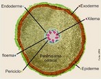 O córtex ocupa a maior parte da área no crescimento primário em muitas raízes e é formado basicamente por células parenquimáticas. As células corticais geralmente armazenam amido (ESAU, 1974). A camada mais interna dessa região é formada por células compactamente arranjadas, constituindo a endoderme. Tais células apresentam poderosos reforços de suberina e/ou lignina, os quais dificultam as trocas metabólicas entre o córtex e o cilindro central, podendo ser arranjados em estrias de Caspary ou reforços em “U” e “O” (GLORIA & GUERREIRO, 2003). Algumas células não apresentam tais reforços (células de passagem), permitindo a permuta de substâncias nutritivas (FERRI, 1990). O cilindro vascular da raiz é constituído de periciclo – que desempenha funções importantes, como a formação de raízes laterais –, câmbio vascular nas plantas com crescimento secundário, tecidos vasculares primários (xilema e floema) e células não-vasculares. O centro do órgão pode ser ainda preenchido por células parenquimáticas, denominadas de parênquima medular (RAVEN et al., 2007). </br></br> Palavras-chave: raiz, crescimento primário, anatomia botânica.