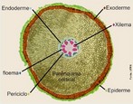 O crtex ocupa a maior parte da rea no crescimento primrio em muitas razes e  formado basicamente por clulas parenquimticas. As clulas corticais geralmente armazenam amido (ESAU, 1974). A camada mais interna dessa regio  formada por clulas compactamente arranjadas, constituindo a endoderme. Tais clulas apresentam poderosos reforos de suberina e/ou lignina, os quais dificultam as trocas metablicas entre o crtex e o cilindro central, podendo ser arranjados em estrias de Caspary ou reforos em U e O (GLORIA & GUERREIRO, 2003). Algumas clulas no apresentam tais reforos (clulas de passagem), permitindo a permuta de substncias nutritivas (FERRI, 1990). O cilindro vascular da raiz  constitudo de periciclo  que desempenha funes importantes, como a formao de razes laterais , cmbio vascular nas plantas com crescimento secundrio, tecidos vasculares primrios (xilema e floema) e clulas no-vasculares. O centro do rgo pode ser ainda preenchido por clulas parenquimticas, denominadas de parnquima medular (RAVEN et al., 2007). </br></br> Palavras-chave: raiz, crescimento primrio, anatomia botnica.