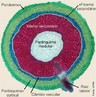 O crescimento secundrio em razes, bem como nos caules, consiste na formao de tecidos vasculares secundrios a partir do cmbio vascular e de uma periderme originada no felognio (cmbio de casca). O cmbio vascular se inicia por divises das clulas do procmbio, que permanecem meristemticas e esto localizadas entre o xilema e floema primrios. Logo a seguir, as clulas do periciclo tambm se dividem e as clulas-irms internas, resultantes desta diviso, contribuem para formar o cmbio vascular. Um cilindro completo de cmbio da casca (felognio), que surge na parte externa do periciclo proliferado, produz sber para o lado externo e felognio para o lado interno. Estes trs tecidos formados: sber, felognio e feloderme constituem a periderme (RAVEN et al., 2007). </br></br> Palavras-chave: raiz, crescimento secundrio, anatomia botnica.