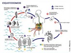 O esquistossomo (<em>Schistosoma mansoni</em>)  um verme que causa nos seres humanos a doena denominada esquistossomose. Fonte: Wikipdia </br></br> Palavras-chave: Schistosoma mansoni, esquistossomo, esquistossomose. 