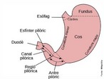 O estômago é uma bolsa de paredes musculares e elásticas. Apresenta duas comunicações: uma superior chamada cárdia, que o comunica ao esôfago e outra inferior, chamada piloro, que o comunica ao intestino delgado. </br></br> Palavras-chave: estômago, digestão, cárdia, piloro.