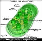 É uma organela presente nas células das plantas e algas, rico em clorofila, responsável pela sua cor verde. </br></br> Palavras-chave: cloroplasto, organela, estrutura, célula, plantas, algas. clorofila, mecanismos biológicos, botânica. 