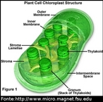 Estrutura do Cloroplasto