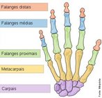 As falanges são os ossos que formam os dedos das mãos e pés dos vertebrados. No homem, cada dedo tem três falanges, excepto o polegar e o hálux, que têm apenas duas. </br></br> Palavras-chaves: osso humano, falanges, esqueleto.
