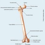  o osso mais longo e forte do esqueleto humano. </br></br> Palavras-chave: fmur, osso longo, esqueleto, osso humano.