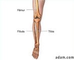 A porção inferior da perna é composta por dois ossos, tíbia e fíbula. O osso da coxa, ou fêmur, é o osso grande da porção superior da perna que liga os ossos da porção inferior da perna (articulação do joelho) ao osso pélvico (articulação do quadril). </br></br> Palavras-chave: osso humano, membro inferior, tíbia, fíbula.
