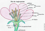 São as plantas mais evoluídas e adquiriram a complexidade máxima do reino plantae. A maioria é terrestre com poucas espécies aquáticas. </br></br> Palavras-chave: flor de angiosperma, partes da flor, reino plantae, botânica. 