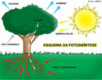 A fotossntese  o processo pelo qual a planta sintetiza compostos orgnicos a partir da presena de luz, gua e gs carbnico. Ela  fundamental para a manuteno de todas as formas de vida no planeta, pois todas precisam desta energia para sobreviver. </br></br> Palavras-chave: fotossntese, gs carbnico, glicose, gs oxignio.