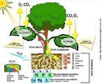 A fotossíntese é o processo pelo qual a planta sintetiza compostos orgânicos a partir da presença de luz, água e gás carbônico. Ela é fundamental para a manutenção de todas as formas de vida no planeta, pois todas precisam desta energia para sobreviver. </br></br> Palavras-chave: fotossíntese, gás carbônico, glicose, gás oxigênio.