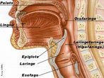 Podemos dividir a garganta em trs estruturas: a laringe (onde se localiza o  gog ou pomo de ado), em sua parte mais inferior; a faringe, que  o encontro da via respiratria com a via digestiva e a cavidade oral. A laringe  uma estrutura tubular de cartilagens que une a faringe  traquia e os pulmes, localizando-se  frente e no centro do pescoo. Possui vrios msculos internos e externos, alm das pregas vocais no seu interior. A faringe  a interseo do nariz com a boca, onde ficam localizadas as tonsilas palatinas (amgdalas), prximas  cavidade oral; a tonsila farngea (adenide), na parte superior (nasofaringe-nariz) e a tonsila lingual, na parte posterior da lngua. A cavidade oral  o que chamamos mente de boca, onde se situam a lngua, os dentes e as glndulas salivares. </br></br> Palavras-chave: garganta, anatomia, boca, cavidade oral, epiglote, esfago, faringe, laringe, traquia. 