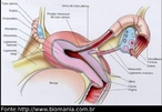 Esquema do sistema genital feminino (partes). </br></br> Palavras-chave: genital feminino, sistema reprodutor, anatomia. 