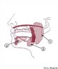 As glândulas salivares localizam-se no interior e também em torno da cavidade bucal tendo como objetivo principal a produção e secreção da saliva. Nº1 é a glândula parótida, nº2 é a glândula submandibular, nº3 é a glândula sublingual. </br></br> Palavras-chave: glândula, saliva, glândula parótida, glândula submandibular, glândula sublingual. 