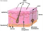 As glndulas sudorparas dos mamferos so glndulas que produzem o suor, funo importante para regular a temperatura do corpo e eliminar substncias txicas. So glndulas tubulares enroladas derivadas das camadas exteriores da pele mas se estendendo at a camada interna. Elas esto distribudas por quase toda superfcie do corpo em humanos e vrias outras espcies, mas no so encontradas em algumas espcies marinhas e que vestem pele, nem esto presentes em todos os vertebrados terrestres e no abrem na base dos folculos pilosos dos mamferos. </br></br> Palavras-chave: glndulas sudorparas, glndulas sudorparas crinas, glndulas sudorparas apcrinas, derme, suor.