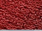 As hemácias são conhecidas como glóbulos vermelhos por causa do seu alto teor de hemoglobina, uma proteína avermelhada que contém ferro. A hemoglobina capacita as hemácias a transportar o oxigênio a todas as células do organismo. Elas também levam dióxido de carbono, produzido pelo organismo, até os pulmões, onde ele é eliminado. Existem entre 4 milhões e 500 mil a 5 milhões de hemácias por milímetro cúbico de sangue. </br></br> Palavras-chave: hemácias, eritrócitos, hemoglobina, glóbulos vermelhos, sangue.