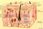 Histologia