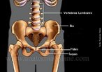 O Ilíaco é um osso plano, chato, irregular, par e constituído pela fusão de três ossos: Ílio - 2/3 superiores; Ísquio - 1/3 inferior e posterior (mais resistente); Púbis - 1/3 inferior e anterior. </br></br> Palavras-chave: osso humano, ilíaco, ílio, ísquio, púbis.
