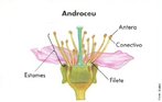 O androceu  o conjunto dos estames, rgos reprodutores masculinos de uma flor, com a funo de produzir gros de plen. Cada estame  uma folha modificada especificamente para a funo reprodutiva. <br /><br /> Palavras-chaves: androceu, antera, conectivo, filete, flor, estames, rgo reprodutor masculino da flor, reino plantae. 