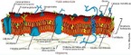 A membrana celular, tambm conhecida por plasmalema,  a estrutura que delimita todas as clulas vivas, tanto as procariticas como as eucariticas. Ela estabelece a fronteira entre o meio intra-celular, o citoplasma, e o meio extracelular, que pode ser a matriz dos diversos tecidos. </br></br> Palavras-chave: membrana plasmtica, plasmalema, clula. 