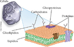 A imagem representa a constituio qumica da membrana plasmtica. Toda clula, seja procarionte ou eucarionte, apresenta uma membrana que isola do meio exterior: a membrana plasmtica. Ela  to fina (entre 6 a 9 nm) que os mais aperfeioados microscpios pticos no conseguiram torn-la visvel. Foi somente aps o desenvolvimento da microscopia eletrnica que a membrana plasmtica foi observada. Nas grandes ampliaes obtidas pelo microscpio eletrnico, cortes transversais da membrana aparecem como uma linha mais clara entre duas mais escuras, delimitando o contorno de cada clula. </br></br> Palavras-chave: membrana plasmtica, clulas eucariontes e procariontes, citologia, microscopia eletrnica. 