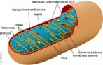 As mitocôndrias são organelas membranosas e que têm a forma de bastão. Elas são responsáveis pela respiração celular, fenômeno que permite à célula obter a energia química contida nos alimentos absorvidos. </br></br> Palavras-chave: célula, mitocôndria, organela, respiração celular.