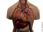 Ilustra alguns órgãos do corpo humano. </br></br> Palavras-chave: órgãos, corpo, humano, sistemas biológicos, anatomia. 