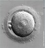 Óvulo fertilizado 24 horas após o encontro com os espermatozóides. </br></br> Palavras-chave: ovulação, óvulo, ovário, fertilização. 
