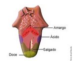 As regies sensoriais do sabor esto dispostas ao longo da lngua. O paladar  um sentido dos organismos animais, induzindo  percepo do sabor, o gosto das substncias que compem normalmente o hbito alimentar de um determinado animal. As papilas captam quimicamente as caractersticas do alimento, transmitindo a informao atravs de impulsos nervosos at o crebro, que codifica a informao, permitindo identificar os quatro sabores bsicos: azedo, amargo, doce e salgado. </br></br> Palavras-chaves: paladar, sistema digestrio, sentidos humanos.