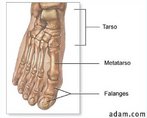 O pé é composto pelos ossos tarsianos, metatarsianos e falanges. Está unido à perna através do tornozelo, que aloja um sistema articular que torna possível os movimentos necessários para caminhar. </br></br> Palavras-chave: osso humano, pé, esqueleto.