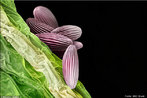 O cientista suo Martin Oeggerli se especializou em tirar fotografias de gros de plen atravs de microscpios. Sua inteno  mostrar a beleza e a diferena entre esses gros.As fotos so produzidas pelo suo no poro de sua casa, com a ajuda de um microscpio. Nesta imagem, o plen da planta aqutica alface d'gua (Pistia stratiotes). </br></br> Palavras-chave: plen, microscopia, botnica, biodiversidade. 