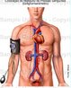 Esta mostra médica descreve a colocação de um esfignomanômetro, ou manguito de pressão sanguínea, no braço direito de uma figura masculina ereta visível da cintura para cima e recortado nos olhos. Também estão descritos o coração, vasos sanguíneos principais e bexiga urinária. </br></br> Palavras-chave: pressão sanguínea, manguito de pressão sanguínea, coração, sistema biológico.