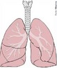 Os pulmões são órgão elásticos, que preenchem a maior parte da cavidade torácica. Estão protegidos pela caixa torácica, que é uma estrutura formada por diversos músculos e ossos, e ficam apoiados no músculo denominado diafragma. </br></br> Palavras-chave: pulmão, respiração, ventilação. 