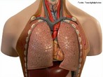 São os principais órgãos do sistema respiratório, responsáveis pelas trocas gasosas. </br></br> Palavras-chave: pulmões, órgãos, sistema respiratório, corpo humano, sistemas biológicos, anatomia. 