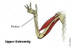 O rádio é o osso do antebraço que se estende anatomicamente na parte lateral do antebraço, indo do cotovelo até ao lado do punho onde se encontra o polegar. Proximalmente articula-se com o úmero no capítulo deste, distalmente com o carpo e medialmente com a ulna. </br></br> Palavras-chave: rádio, osso humano, esqueleto. 