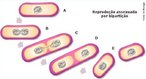 Fissão binária é o nome dado ao processo de reprodução assexuada dos organismos unicelulares que consiste na divisão de uma célula em duas por mitose, cada uma com o mesmo genoma da “célula-mãe” (com o mesmo DNA ou material genético da "célula-mãe"). O processo inicia-se com a replicação do DNA, em que cada nova cadeia se liga à membrana celular que, então se invagina e acaba por dividir a célula em duas, num processo chamado citocinese.Os organismos que se reproduzem por fissão binárina incluem:bactérias e protozoários. </br></br> Palavras-chave: cissiparidade, fissão binária, reprodução assexuada. 