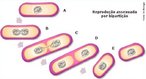 Reproduo por Cissiparidade ou Fisso Binria