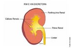 Ilustra a anatomia do rim em corte longitudinal, órgão do sistema urinário. </br></br> Palavras-chave: rim, corte longitudinal, órgão, sistema urinário, anatomia, corpo humano. 